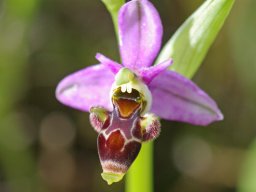 Ophrys_picta_Ponte-de-Lousa